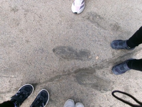 サンタさんの足跡？！