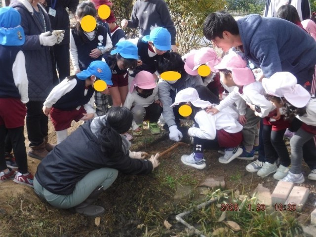 カエルが冬眠していたよ