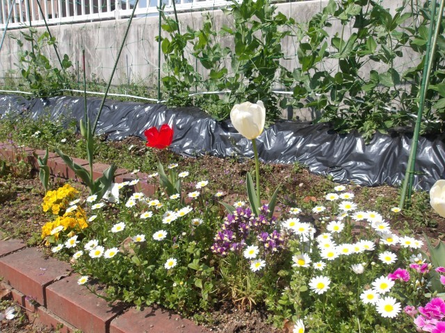 みんなで種を蒔いたスナップエンドウも元気に育っています！